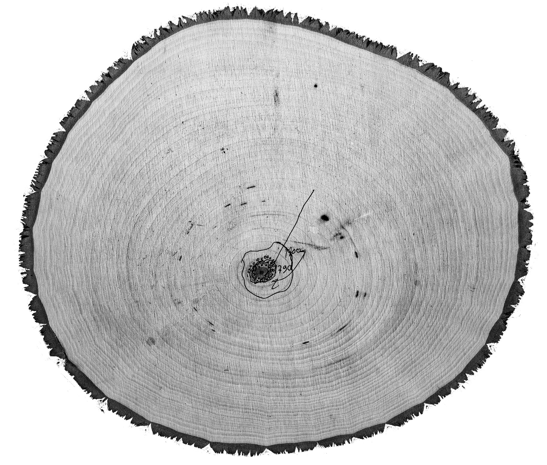 cross section of basswood